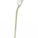 RAMO CALLA MINI COLORE BIANCO