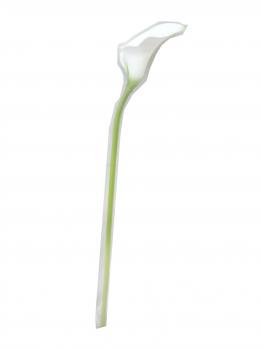 RAMO CALLA MINI COLORE BIANCO