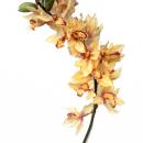 RAMO ORCHIDEA CYMBIDIUM CLUSTER 