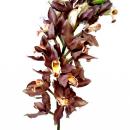 RAMO ORCHIDEA CYMBIDIUM CLUSTER 