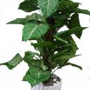 PIANTA FICUS CON PORTA VASO BIANCO