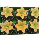 CONFEZIONE 6 CANDELE A FORMA DI FIORE LILIUM GALLEGGIANTI